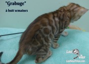 2019-01-28 Grabuge (chat bengal (8)