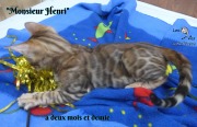 Grabuge, chat bengal 2019-02-14 (9)