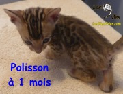 2018-12-31 Chat bengal POLISSON (2)