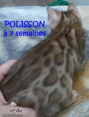 2019-01-18 Chat bengal POLISSON (19)