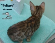 2019-01-28 Polisson - chat bengal (1)