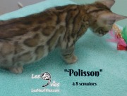 2019-01-28 Polisson - chat bengal (2)