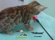 2019-01-28 Polisson - chat bengal (3)