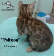 2019-01-28 Polisson - chat bengal (4)