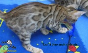 Polisson, chat bengal 2019-02-14 (6)