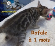 2018-12-31-Rafale-chat-bengal-de-1-mois-2