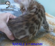 2019-01-18-Rafale-chat-bengal-de-7-semaines-1