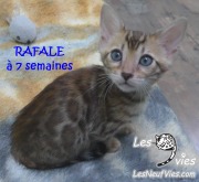 2019-01-18-Rafale-chat-bengal-de-7-semaines-4