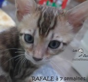 2019-01-18-Rafale-chat-bengal-de-7-semaines-5
