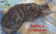 2019-01-18-Rafale-chat-bengal-de-7-semaines-7