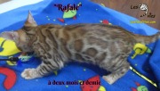 2019-02-14-Rafale-chat-bengal-de-2-mois-et-demie-1