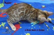 2019-02-14-Rafale-chat-bengal-de-2-mois-et-demie-10