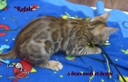 2019-02-14-Rafale-chat-bengal-de-2-mois-et-demie-2