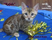 2019-02-14-Rafale-chat-bengal-de-2-mois-et-demie-3