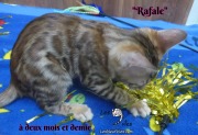 2019-02-14-Rafale-chat-bengal-de-2-mois-et-demie-4