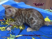 2019-02-14-Rafale-chat-bengal-de-2-mois-et-demie-5