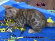 2019-02-14-Rafale-chat-bengal-de-2-mois-et-demie-5