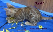 2019-02-14-Rafale-chat-bengal-de-2-mois-et-demie-6