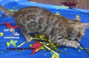 2019-02-14-Rafale-chat-bengal-de-2-mois-et-demie-7