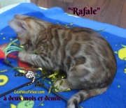 2019-02-14-Rafale-chat-bengal-de-2-mois-et-demie-9