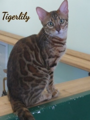 2019-07-16-Tiger-Lily-chatte-bengale-de-7-mois