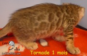 2019-01-08 Chat bengal Tornade (3)