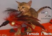 2019-01-08 Chat bengal Tornade (4)