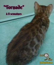 2019-01-28 Tornade - chat bengal (2)