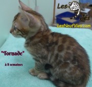 2019-01-28 Tornade - chat bengal (4)