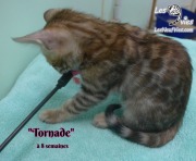 2019-01-28 Tornade - chat bengal (6)