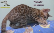 2019-02-21 Tornade Chat bengal (2)