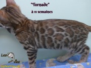 2019-02-21 Tornade Chat bengal (3)