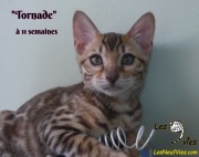 2019-02-21 Tornade Chat bengal (5)