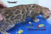 Tornade, chat bengal 2019-02-14 (6)