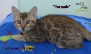Tornade, chat bengal 2019-02-14 (7)