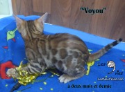 Voyou, chat bengal 2019-02-14 (5)