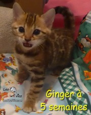 2018-10-05 Chatte bengale GINGER (1)