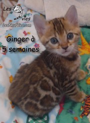 2018-10-05 Chatte bengale GINGER (2)
