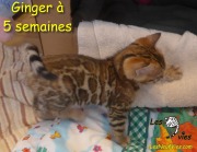 2018-10-05 Chatte bengale GINGER (3)