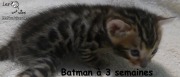 2017-12-17 Chat bengal Batman (10)