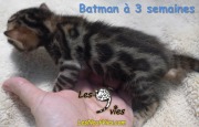 2017-12-17 Chat bengal Batman (7)