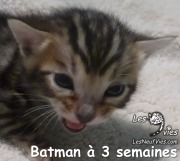 2017-12-17 Chat bengal Batman (8)