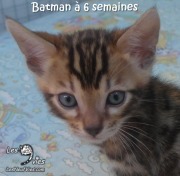 2017-12-31 Chat bengal Batman (1)