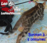 2017-12-31 Chat bengal Batman (6)