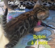 2017-12-25 Chat bengal Robin (7)