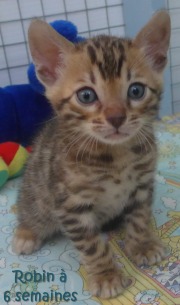 2017-12-31 Chat bengal Robin (1)