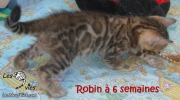 2017-12-31 Chat bengal Robin (4)