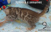 2017-12-31 Chat bengal Robin (5)