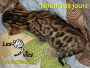 2017-08-16 Chat bengal Tintin (4)