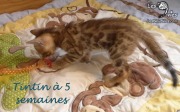 2017-09-11 Chat benngal Tintin (6)